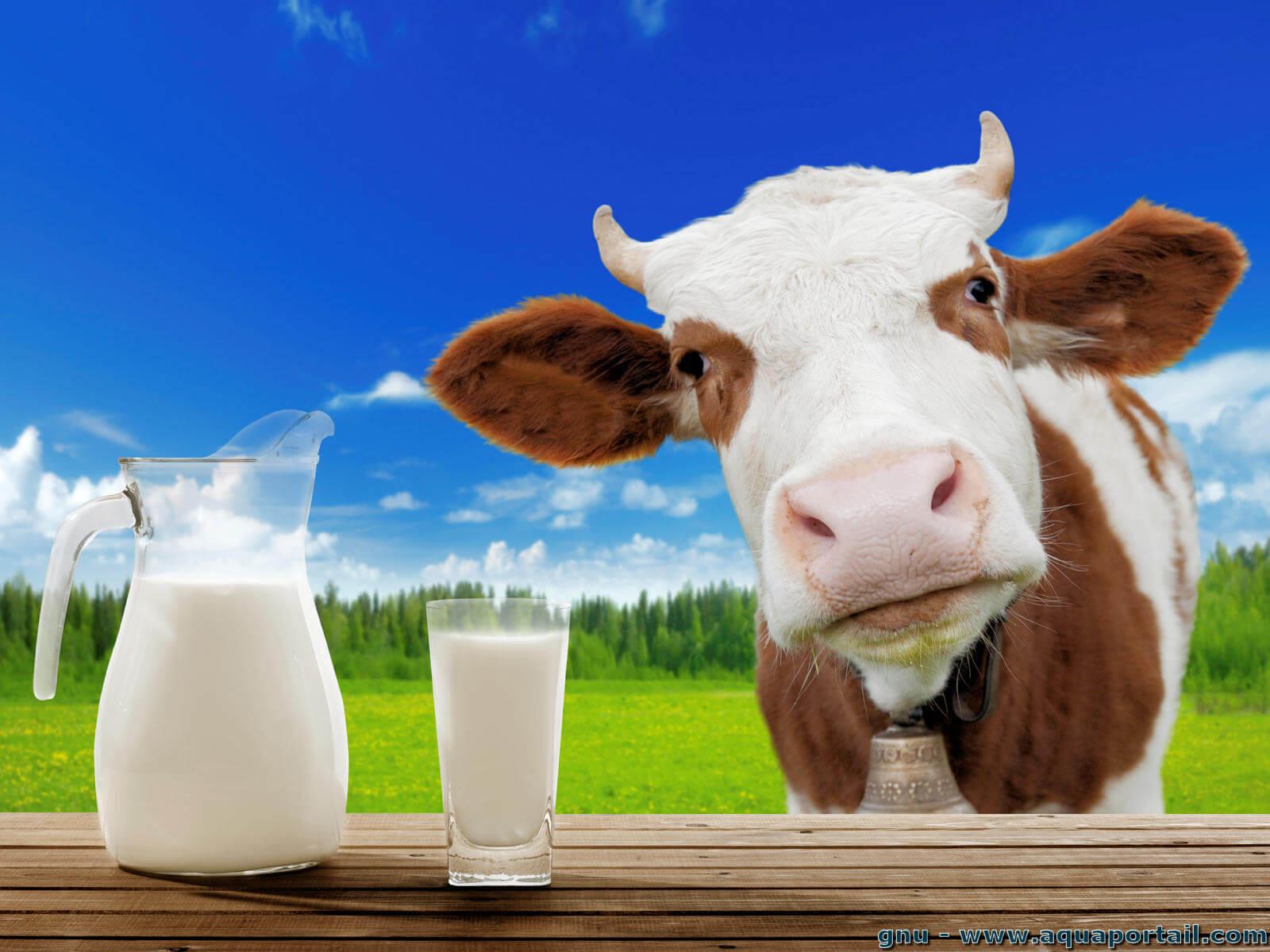 Tunisie: Aucune crise de production du lait, dixit l’UTAP