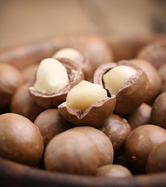 Noix de macadamia : Utilisations et bienfaits nutritionnels
