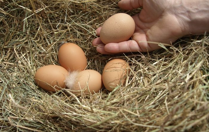 Evolution de plus de 6% de la production des œufs de consommation