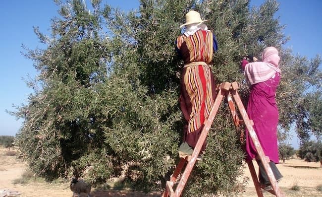 Classement par gouvernorats de la production d’huile d’olive (estimations 2023-2024)