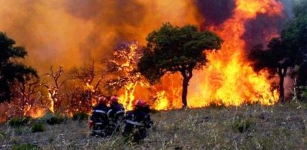 Tunisie – Bizerte : Un incendie s’est déclaré dans la forêt du Djebel Tabouna