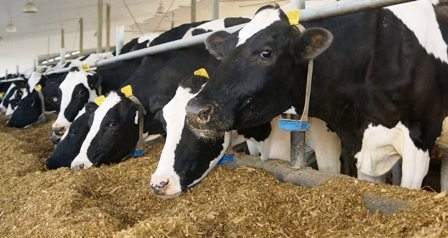 Tunisie – Nouvelle baisse de 30 DT à la tonne des fourrages composés destinés aux vaches laitières