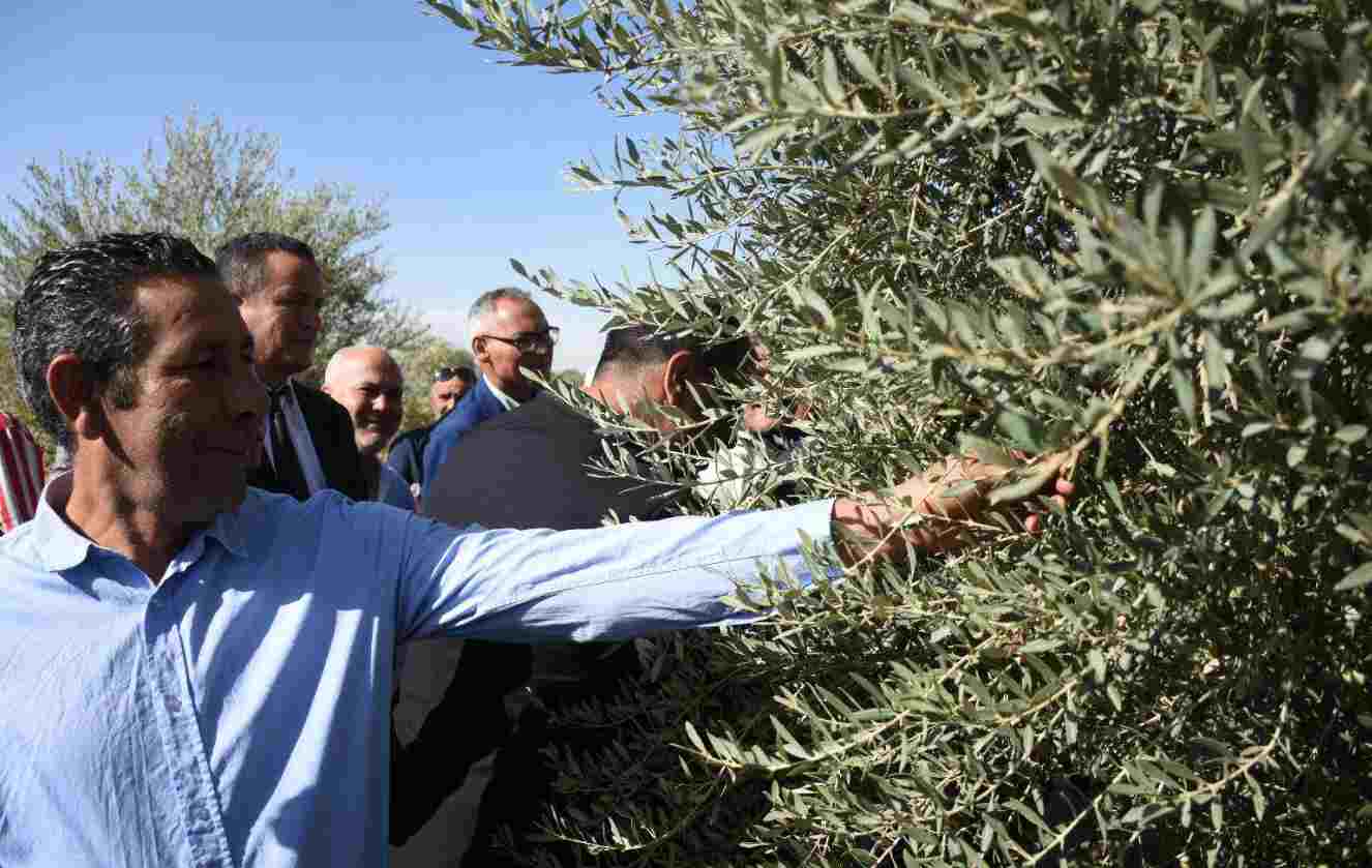 Gafsa: Coup d’envoi de la récolte des olives