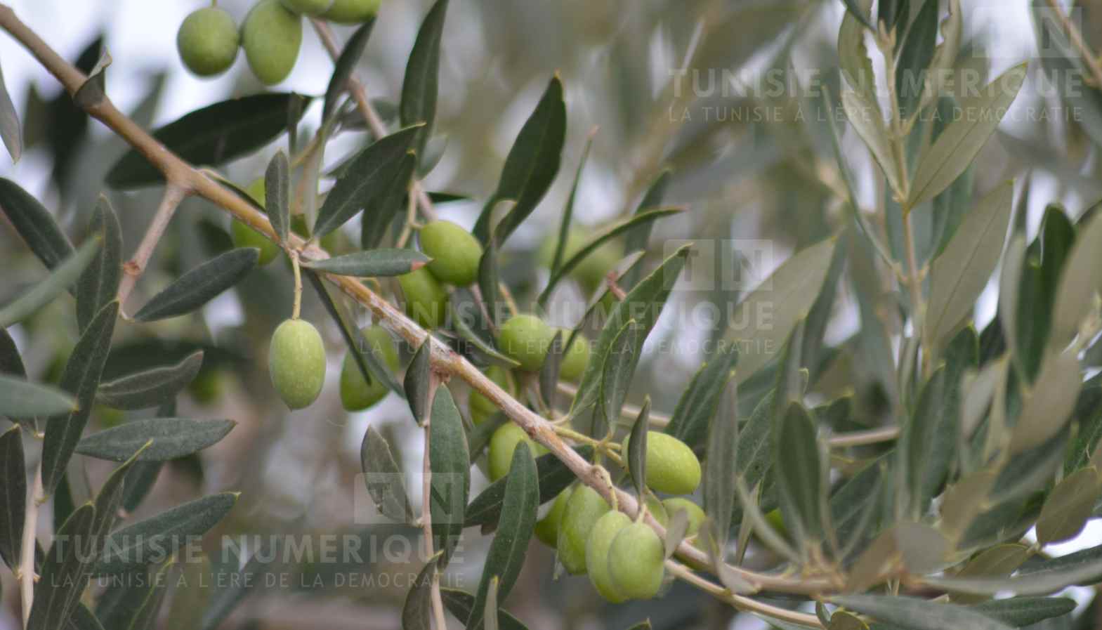 Béja: La production des olives est estimée à 32 mille tonnes