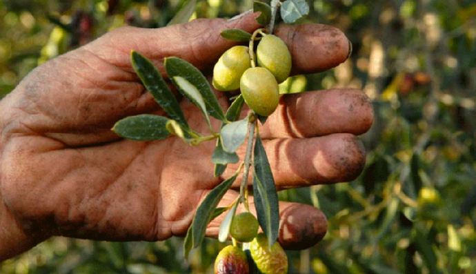 Siliana: La rentabilité du secteur des olives en dessous des attentes