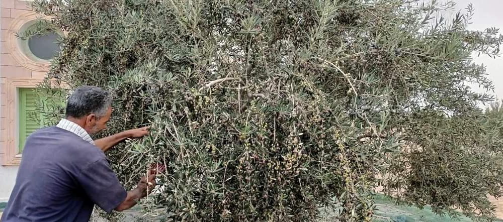 Démarrage de la récolte des olives deux semaines avant la date prévue à Médenine