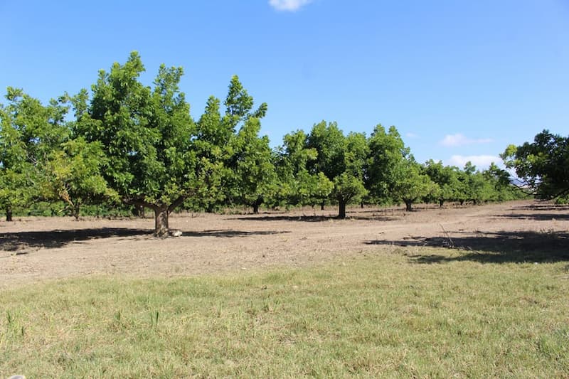 Grandes cultures: 386 superficies déclarées sinistrées à 100% par la sécheresse pour la campagne agricole 2022/2023