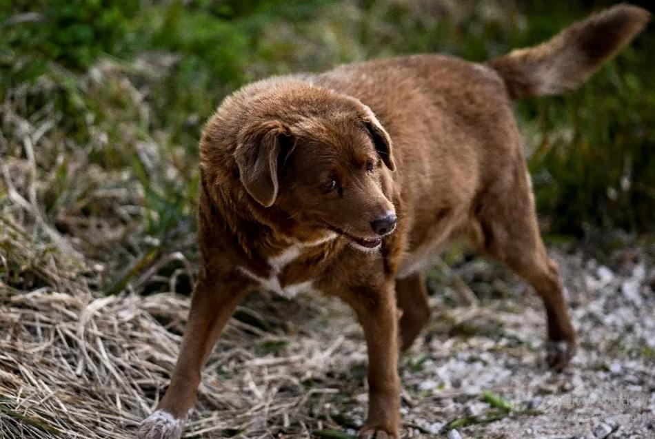Bobi, le chien le plus vieux du monde, décède à 31 ans