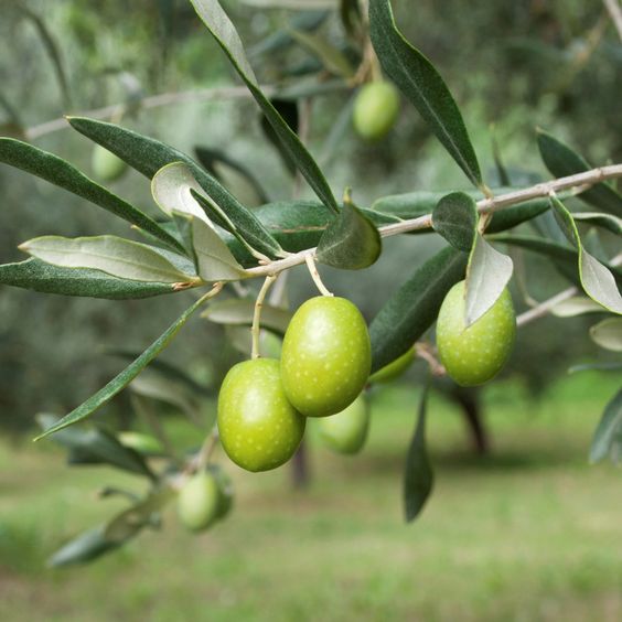 Les bienfaits des feuilles d’olivier