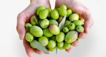 Le prix d’olive flambe en décembre: Une augmentation de 48% entre 2022 et 2023