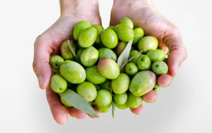 Le prix d’olive flambe en décembre: Une augmentation de 48% entre 2022 et 2023