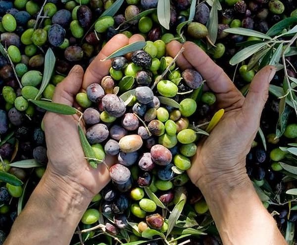 En janvier, le prix d’olive augmente de 40%