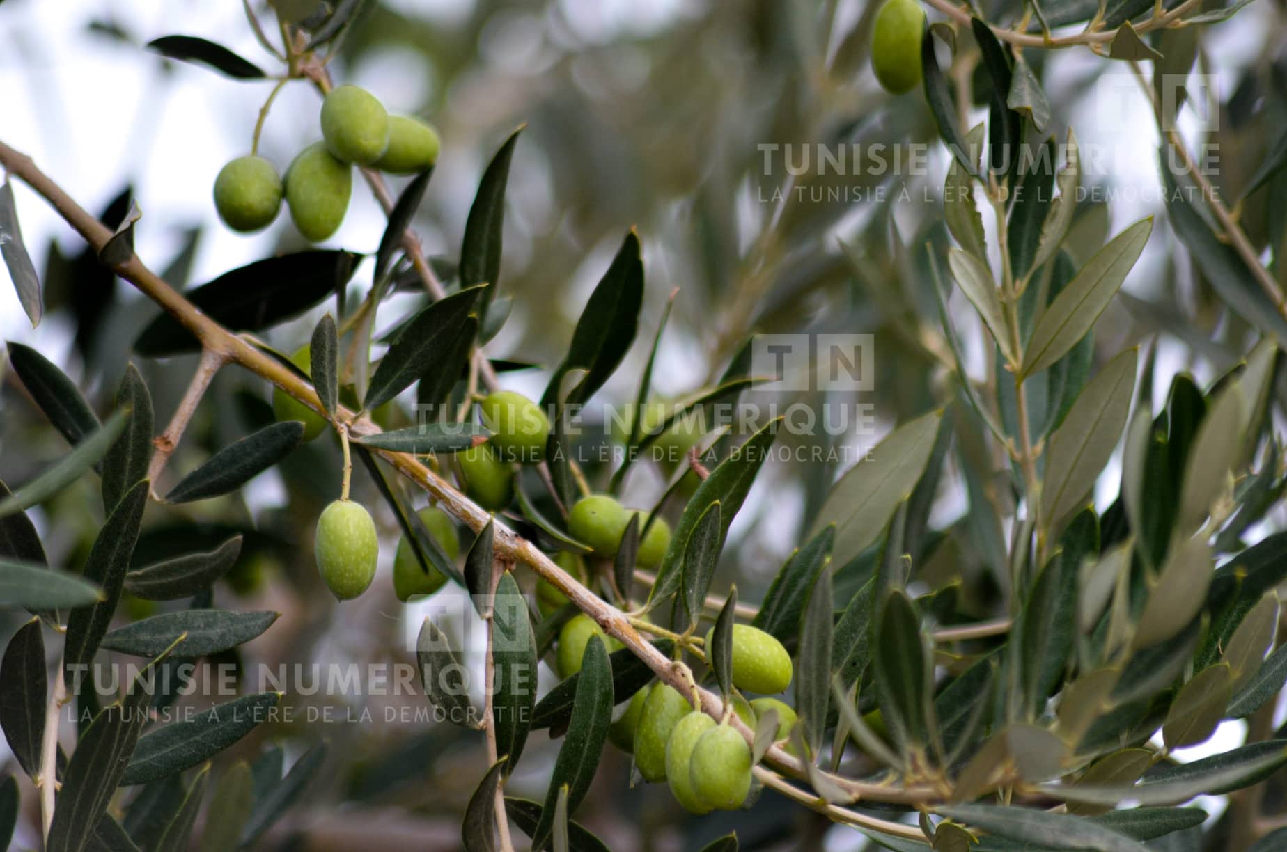 Démarrage de la récolte des olives à Siliana [Photos]