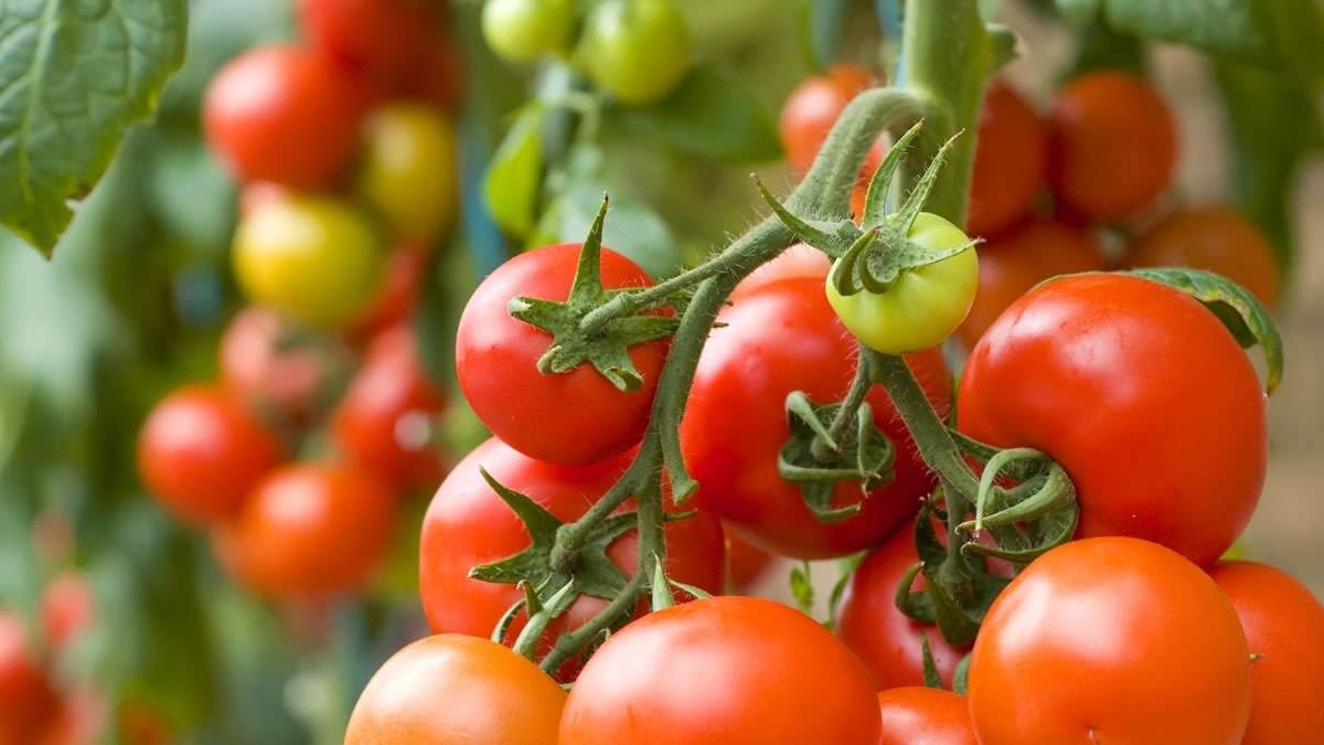 Le Maroc devance l’Espagne sur le marché européen de la tomate en 2022