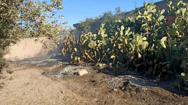 Kasserine: Une superficie de figuiers de Barbarie détruite par les flammes