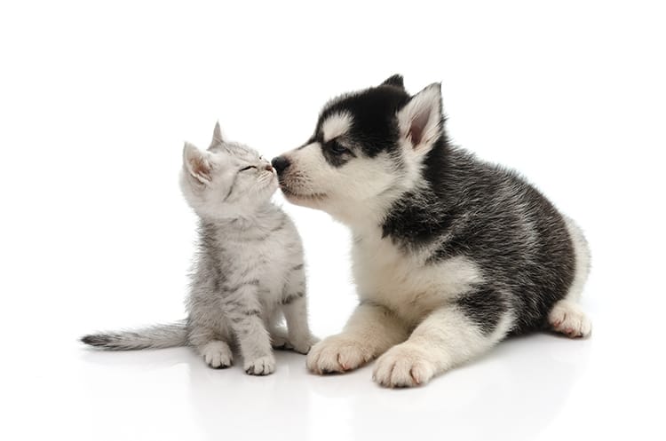 Tunisie : Campagne obligatoire et gratuite de vaccination des chats et chiens contre la rage