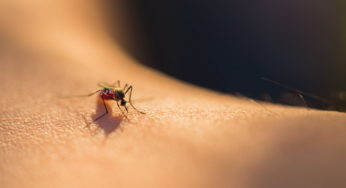 2 cas du virus du Nil occidental à Gabès