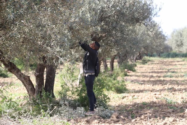 Tunisie: Une moyenne de huit oliviers pour chaque citoyen