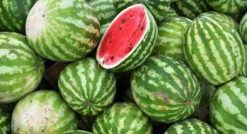 Maroc – Restriction de la culture de la pastèque pour préserver l’eau