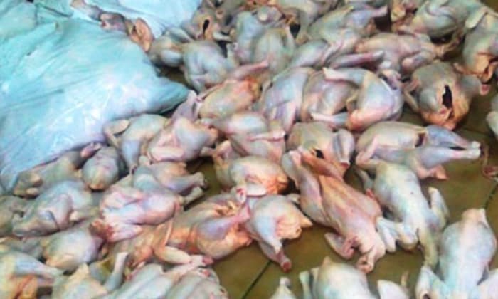 Destinées à des hôtels, saisie de 7,6 tonnes de poulets dans un abattoir anarchique à Hammam Sousse