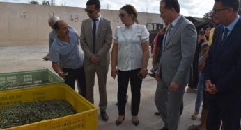 Mahdia : Lancement de la saison de la récolte des olives 2023/2024