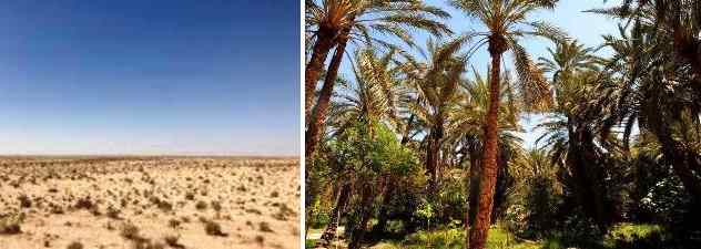 Tunisie – Fête de l’arbre : Saïed visite le symbole de la réussite de l’arborisation