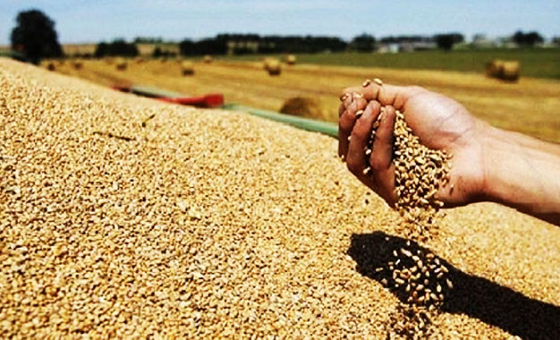 Kasserine: Une enveloppe de 950 mille dinars pour encourager la culture du blé [Déclaration]