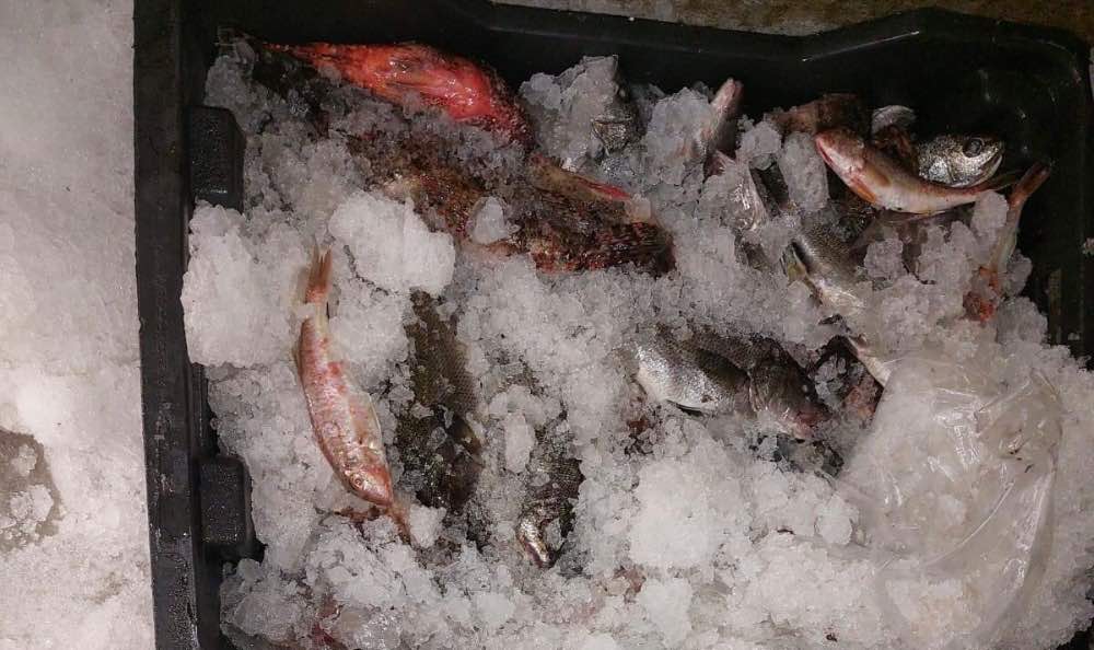 Sfax-Kerkennah: Mise en échec de 4 opérations de pêche illégale (Photos)