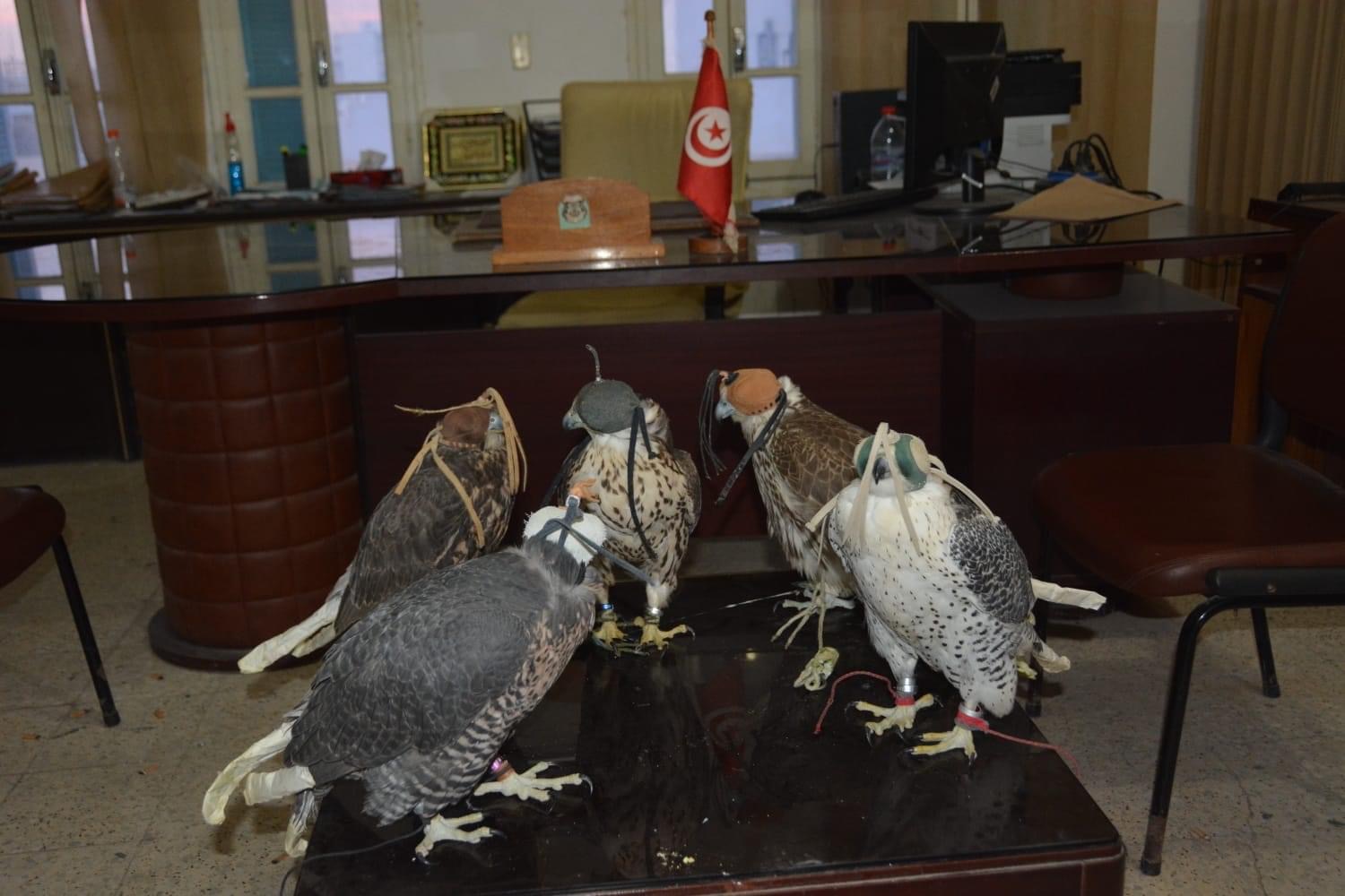 Médenine: Saisie de rares Aigles royaux, d’une valeur de 300 mille dinars