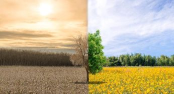 Un colloque scientifique sur l’impact des changements climatiques sur la qualité de l’huile d’olive [Vidéo]