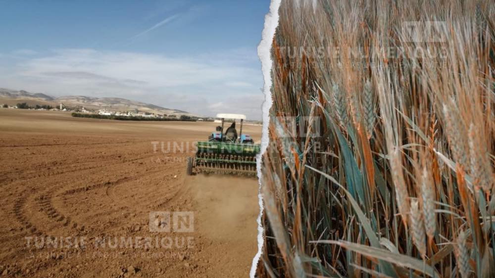 Jendouba: Le gouverneur préside une séance de travail sur la campagne agricole 2023-2024