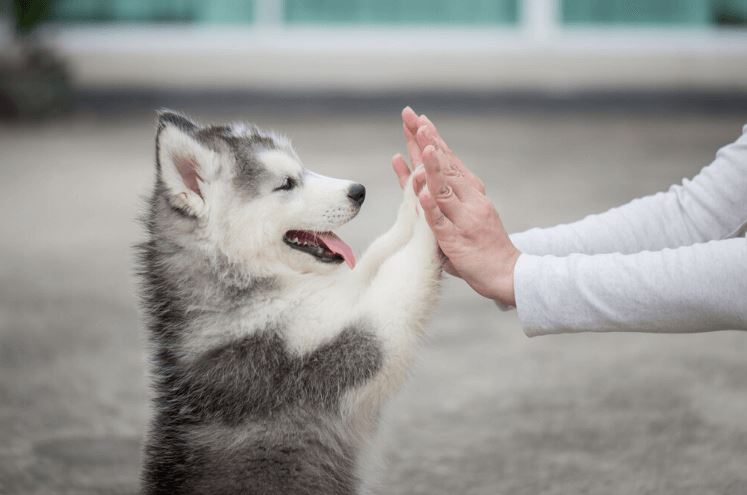 Corée du Sud: Les autorités veulent interdire la consommation de la viande de chien, les éleveurs menacent de libérer 2 millions de chiens près des sièges gouvernementaux!