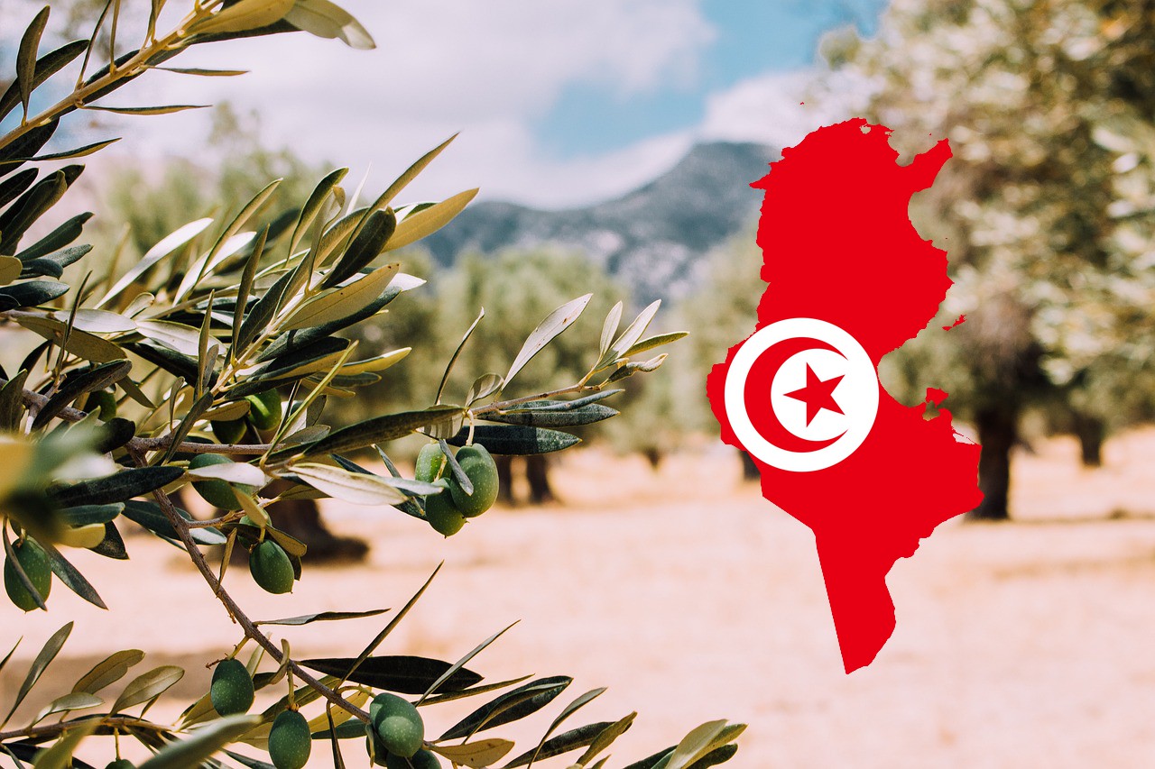L’or liquide de la Tunisie : le parcours de l’huile d’olive tunisienne entre succès et obstacles