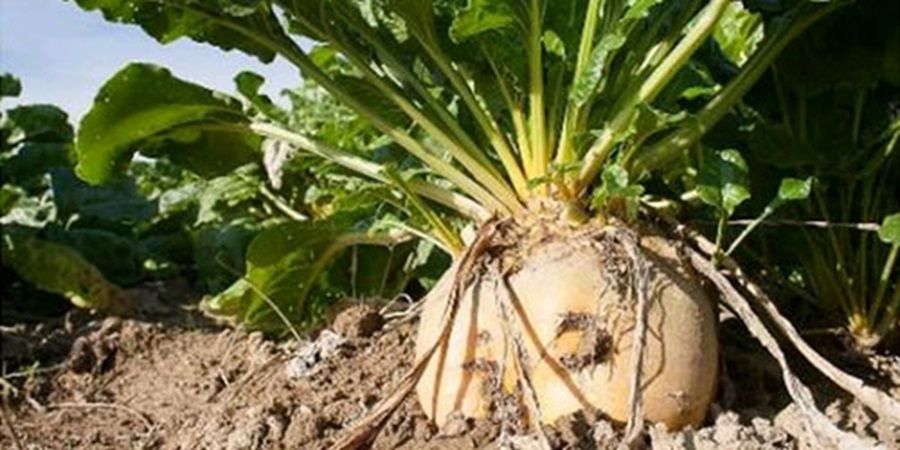 La Betterave à sucre, un enjeu stratégique pour l’agriculture Tunisienne