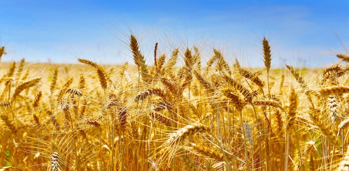 Marché mondial des céréales : Les prix du blé en baisse en novembre