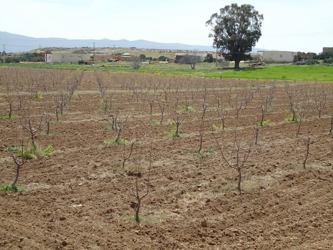 Tunisie- Bilan pluviométrique: Octobre 2023 au 1er rang des mois d’octobre les plus secs