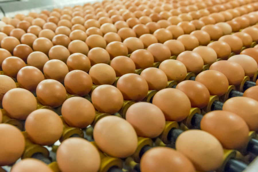 Tunisie-ONAGRI: Stabilité du prix à la production des œufs de consommation