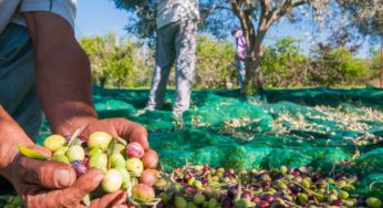Kasserine: La récolte des olives avance de 30% [Déclaration]