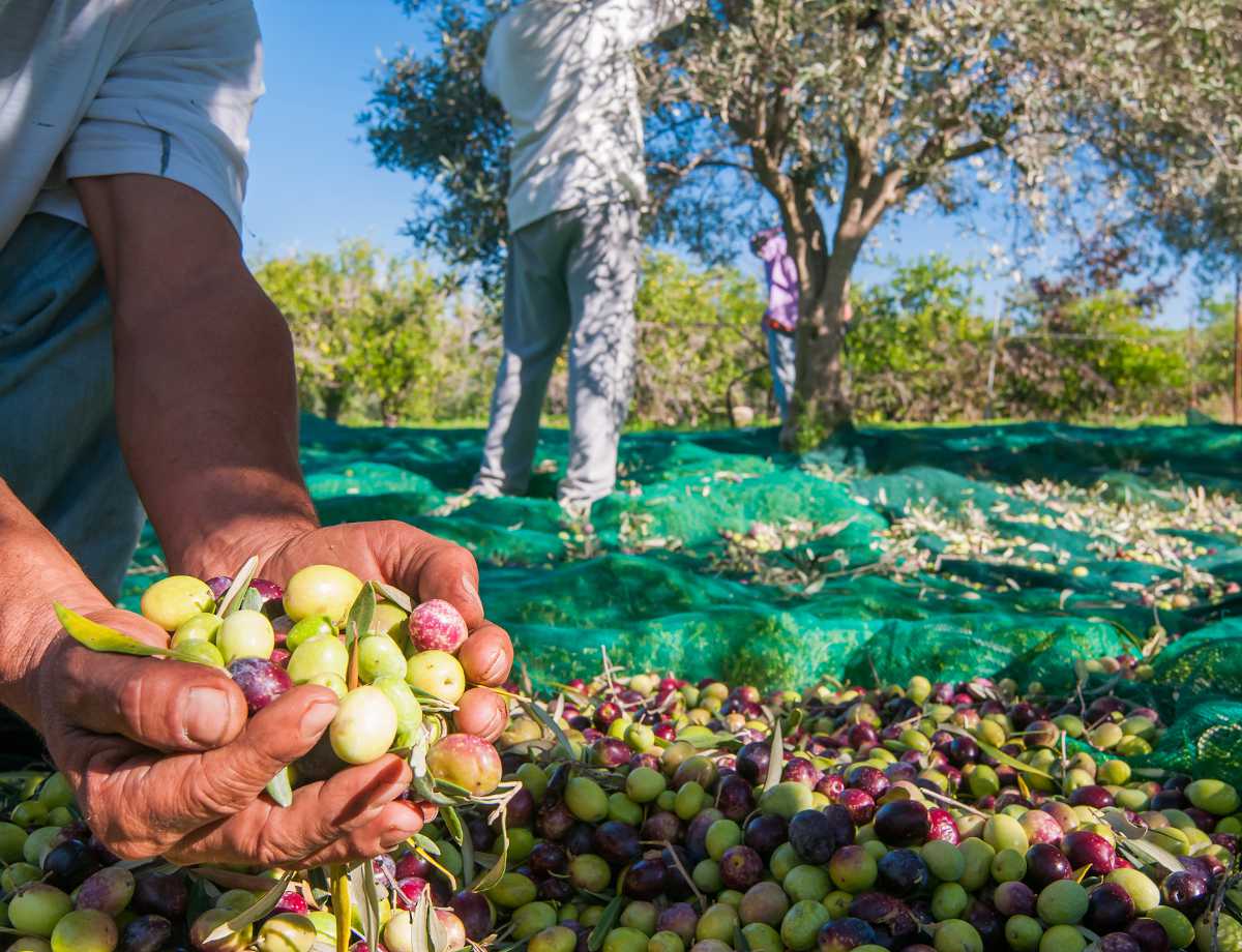 Kasserine: La récolte des olives avance de 30% [Déclaration]