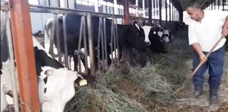 Les fermes laitières tunisiennes en alerte face à la tuberculose