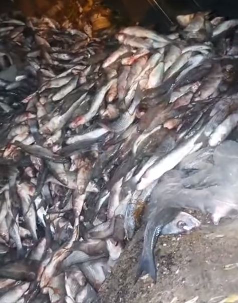 Sousse: Saisie de 1350 kg de divers produits de la mer impropres à la consommation