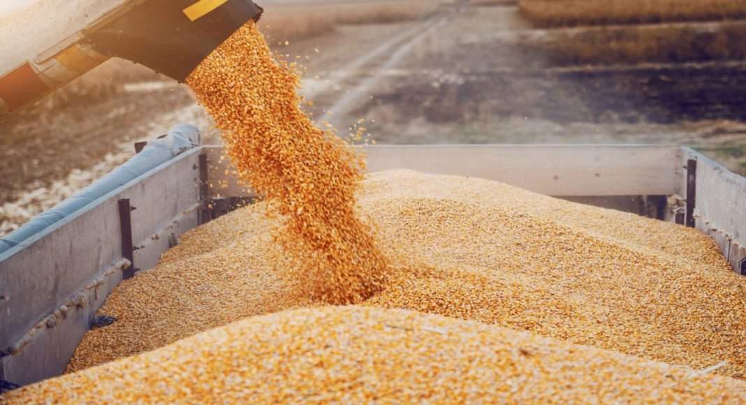 Les importations de céréales devraient augmenter au cours de la campagne de 2023/24 (Rapport Smiar)