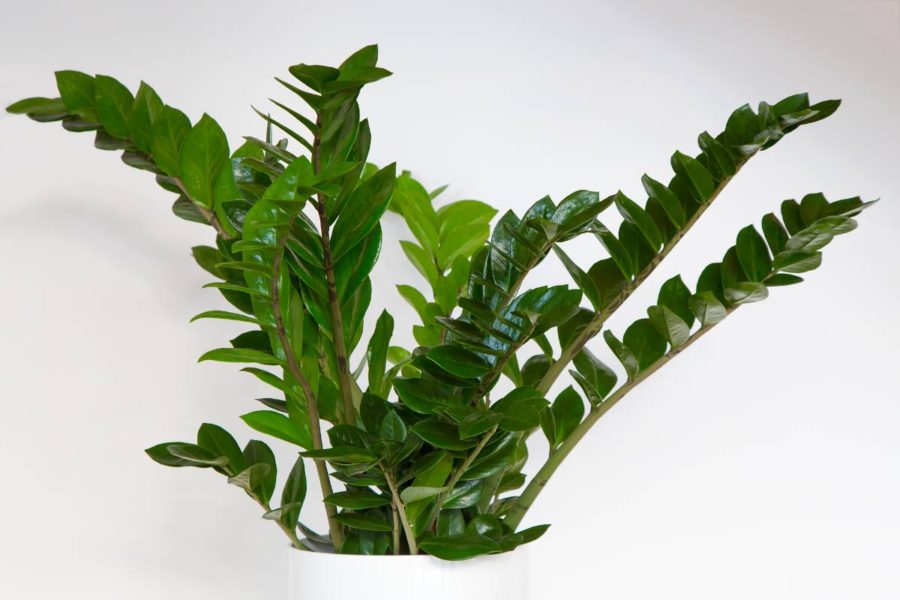 10 plantes d’intérieur idéales pour les débutants