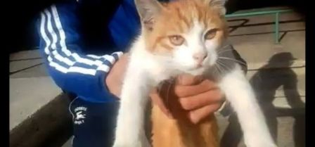 Tunisie – Kasserine : Arrestation d’un père et de son fils pour avoir torturé à mort un chat avec des chiens d’attaque