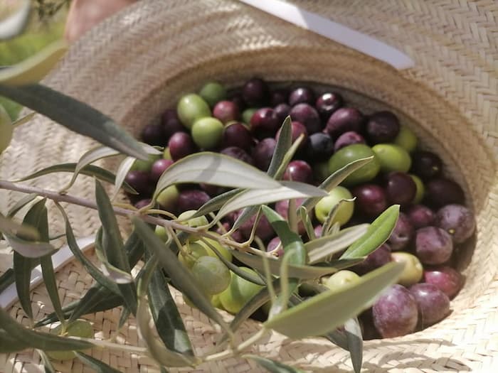 Les pluies retardent la saison de cueillette des olives