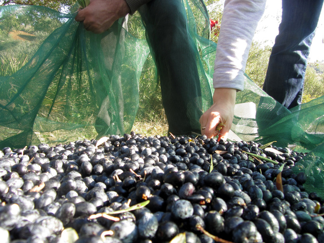 Cap Bon: La cueillette des olives avance de 92%
