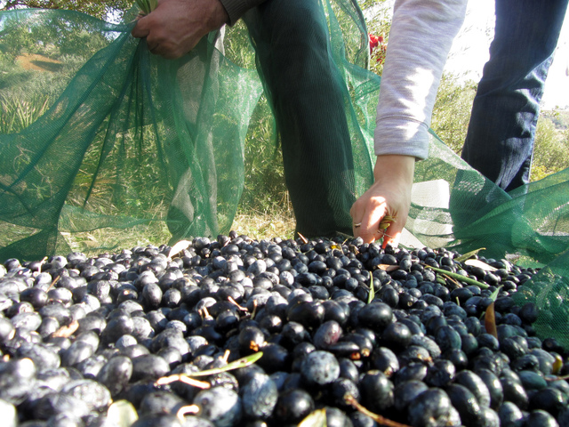 Un taux d’avancement de 80% de la cueillette des olives