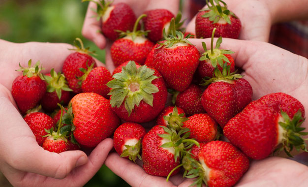 Nabeul : Une production de fraise exceptionnelle avec moins de surface