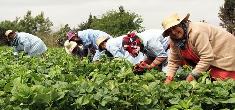 L’inaction face au changement climatique: Destruction de 216 mille emplois agricoles d’ici 2050