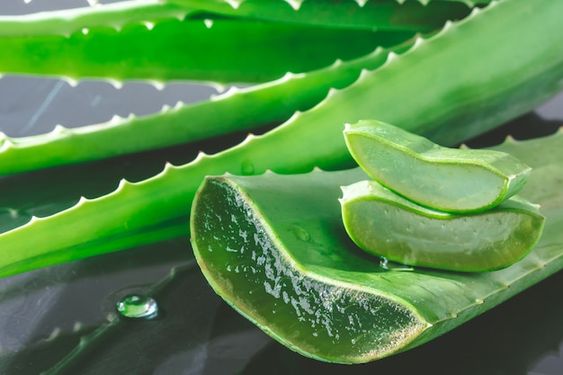 TN Beauté : Comment utiliser de l’aloe vera pour les cheveux ?